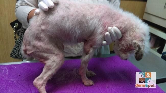 CLÍNICA VETERINARIA DERM & PET