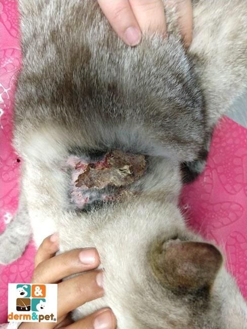 CLÍNICA VETERINARIA DERM & PET