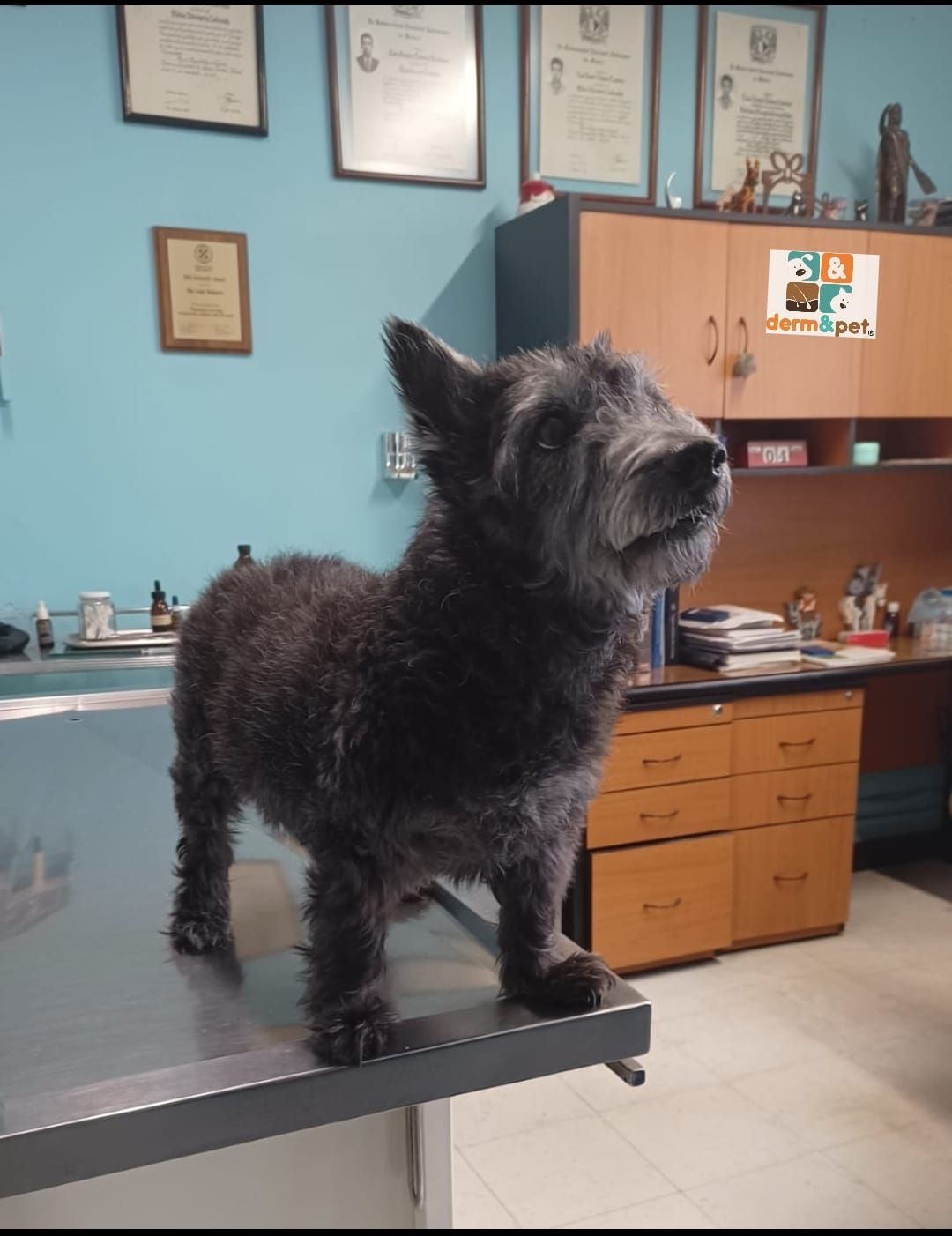 CLÍNICA VETERINARIA DERM & PET