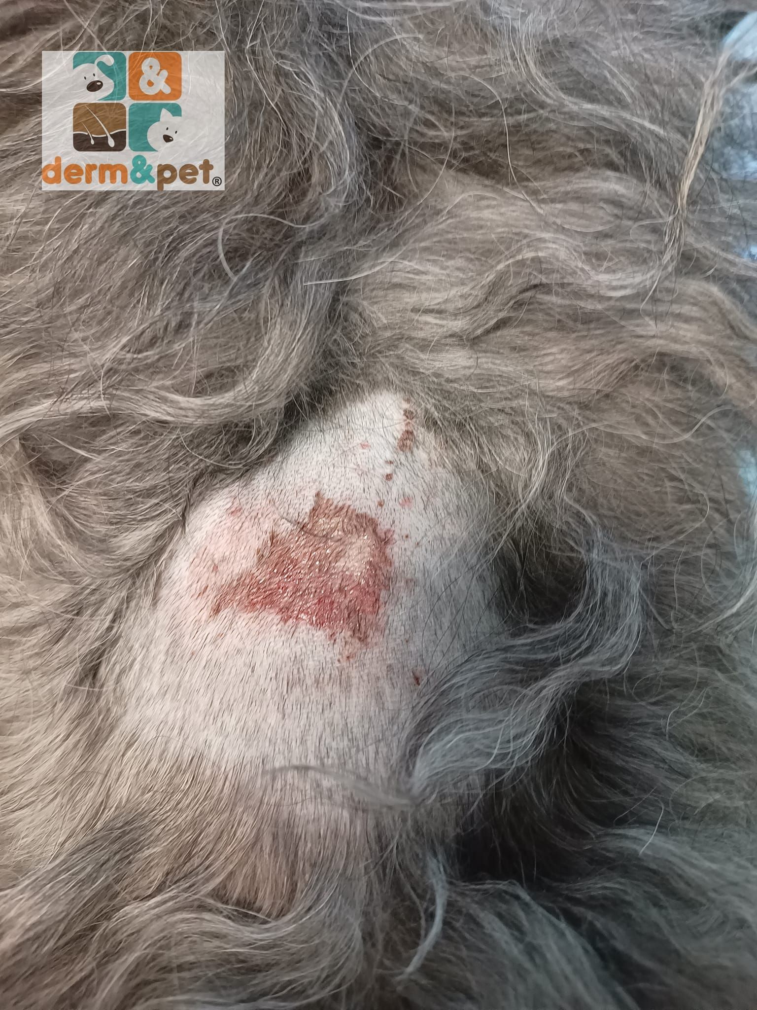 CLÍNICA VETERINARIA DERM & PET