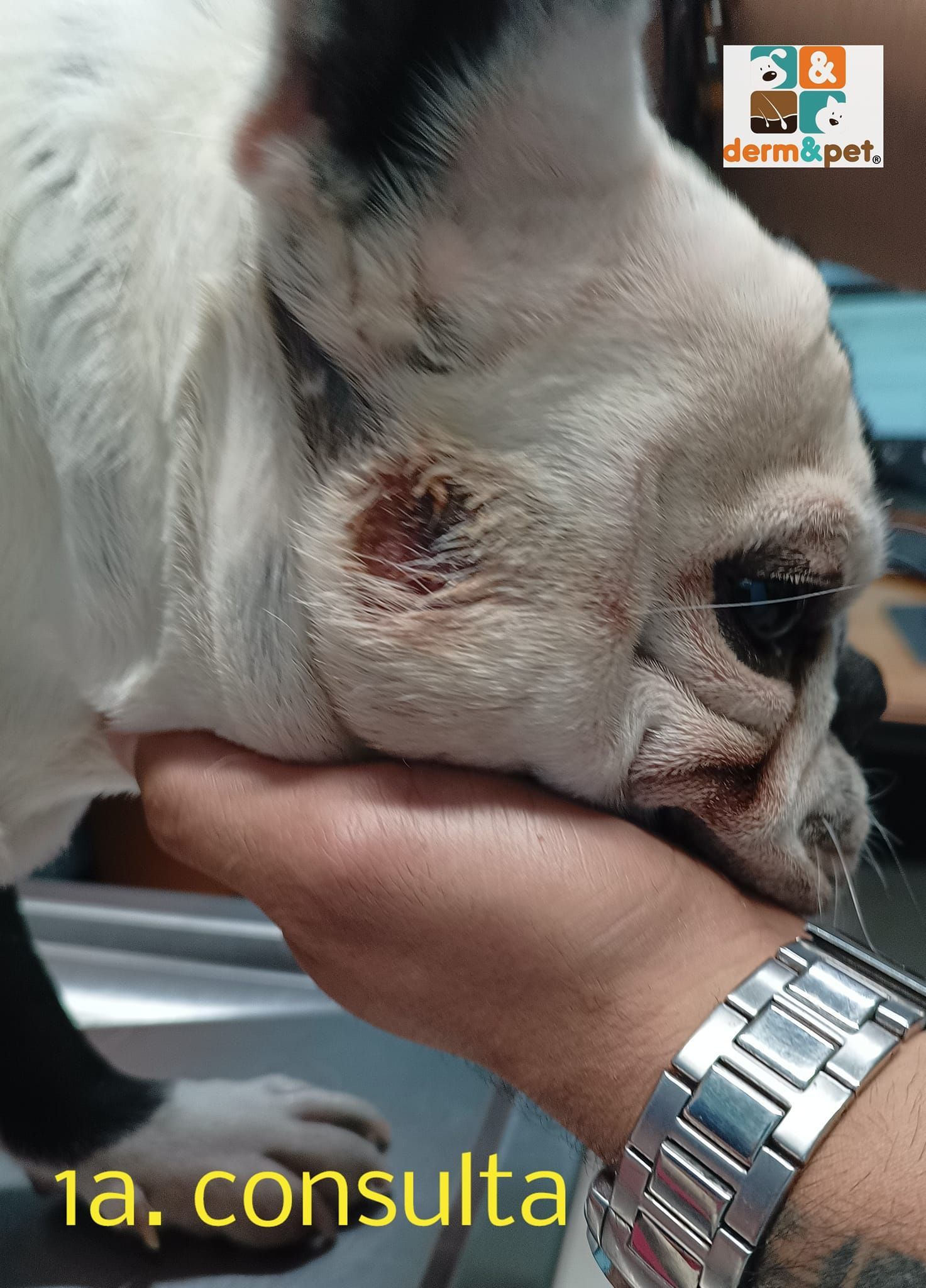 CLÍNICA VETERINARIA DERM & PET