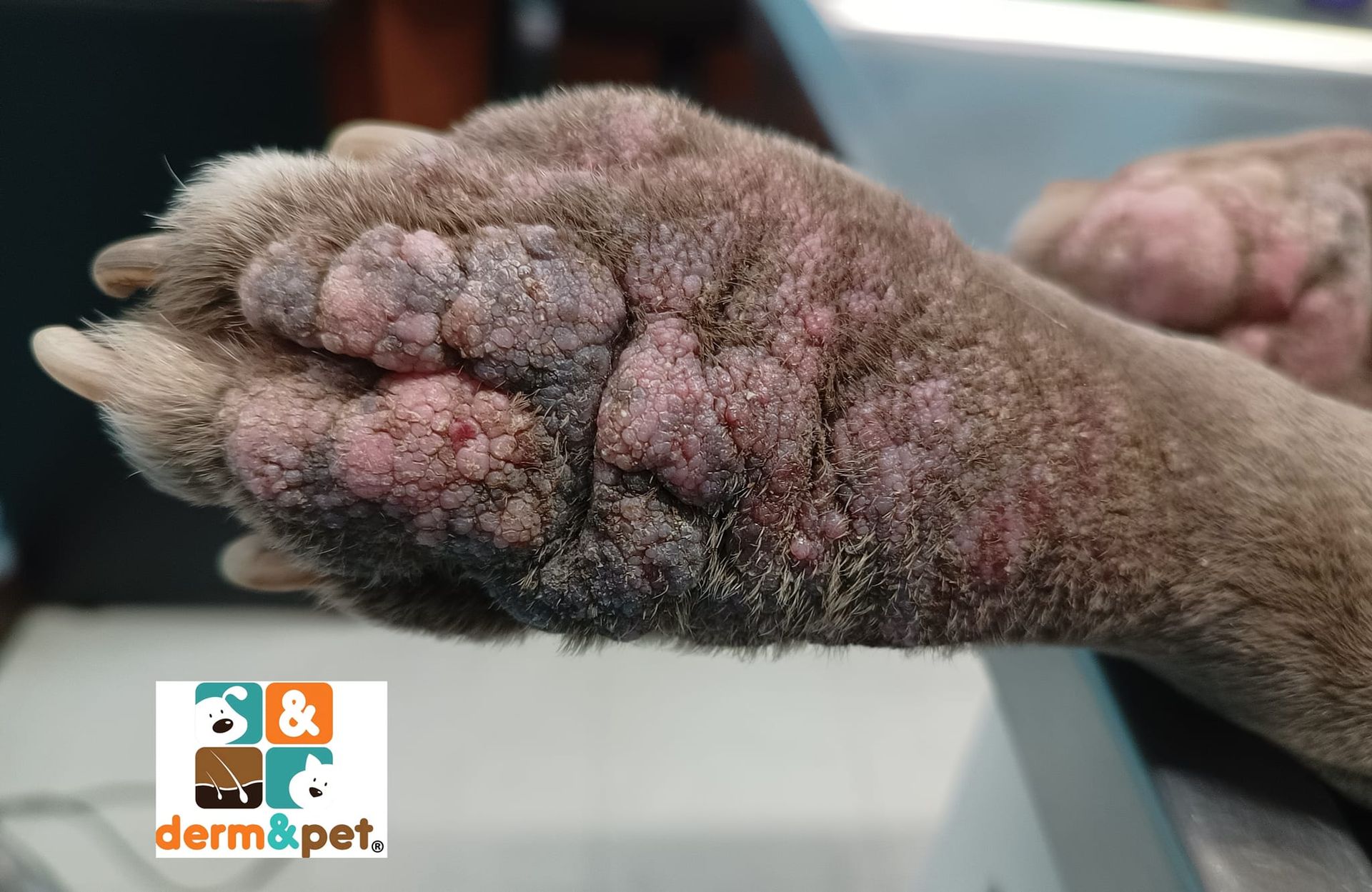 CLÍNICA VETERINARIA DERM & PET