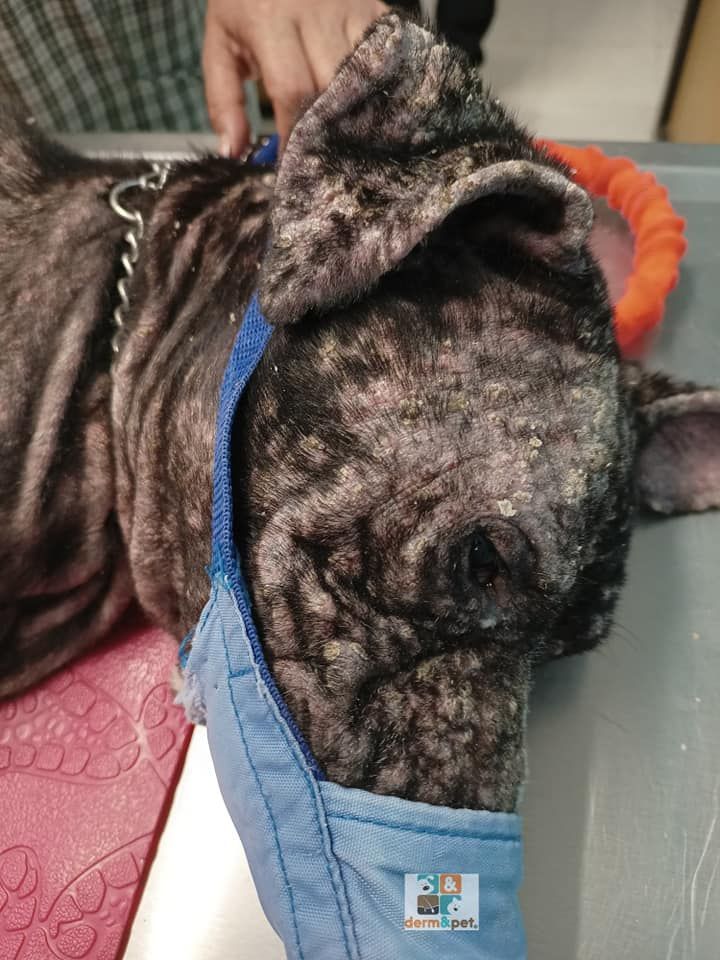 CLÍNICA VETERINARIA DERM & PET