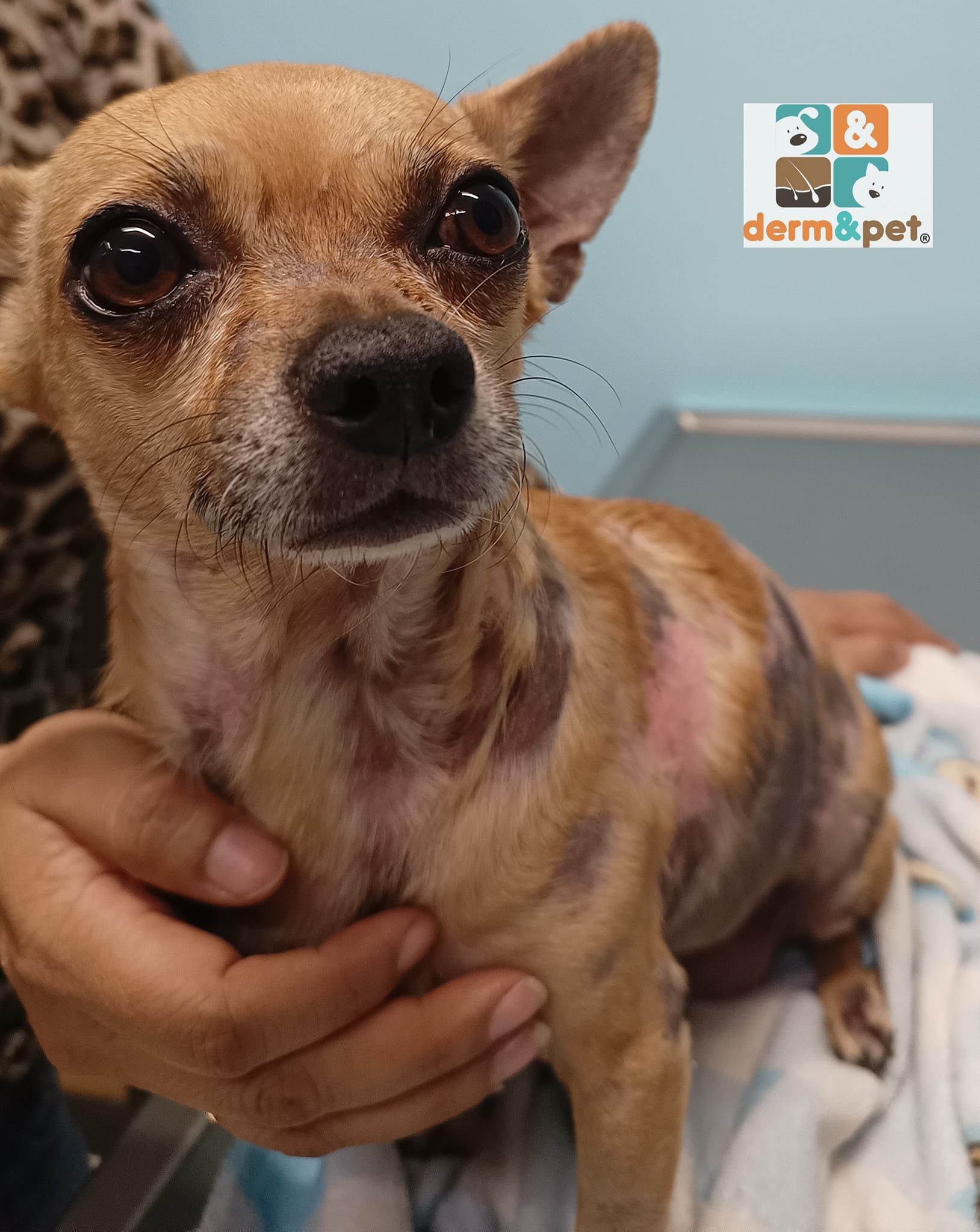 CLÍNICA VETERINARIA DERM & PET