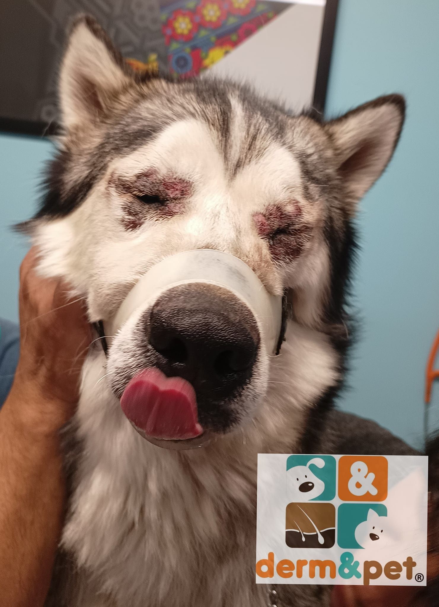 CLÍNICA VETERINARIA DERM & PET