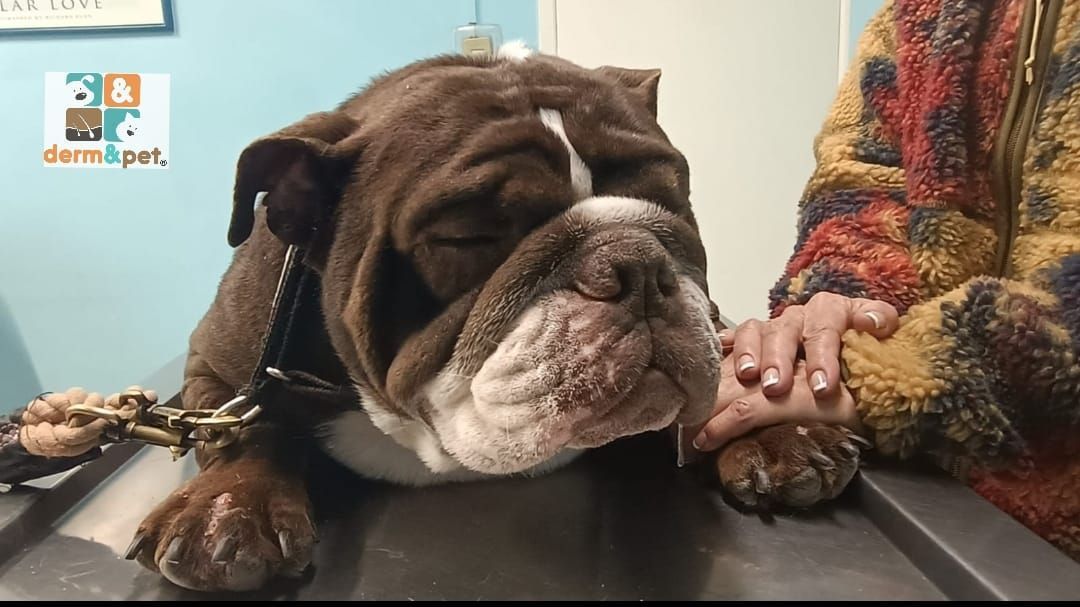 CLÍNICA VETERINARIA DERM & PET