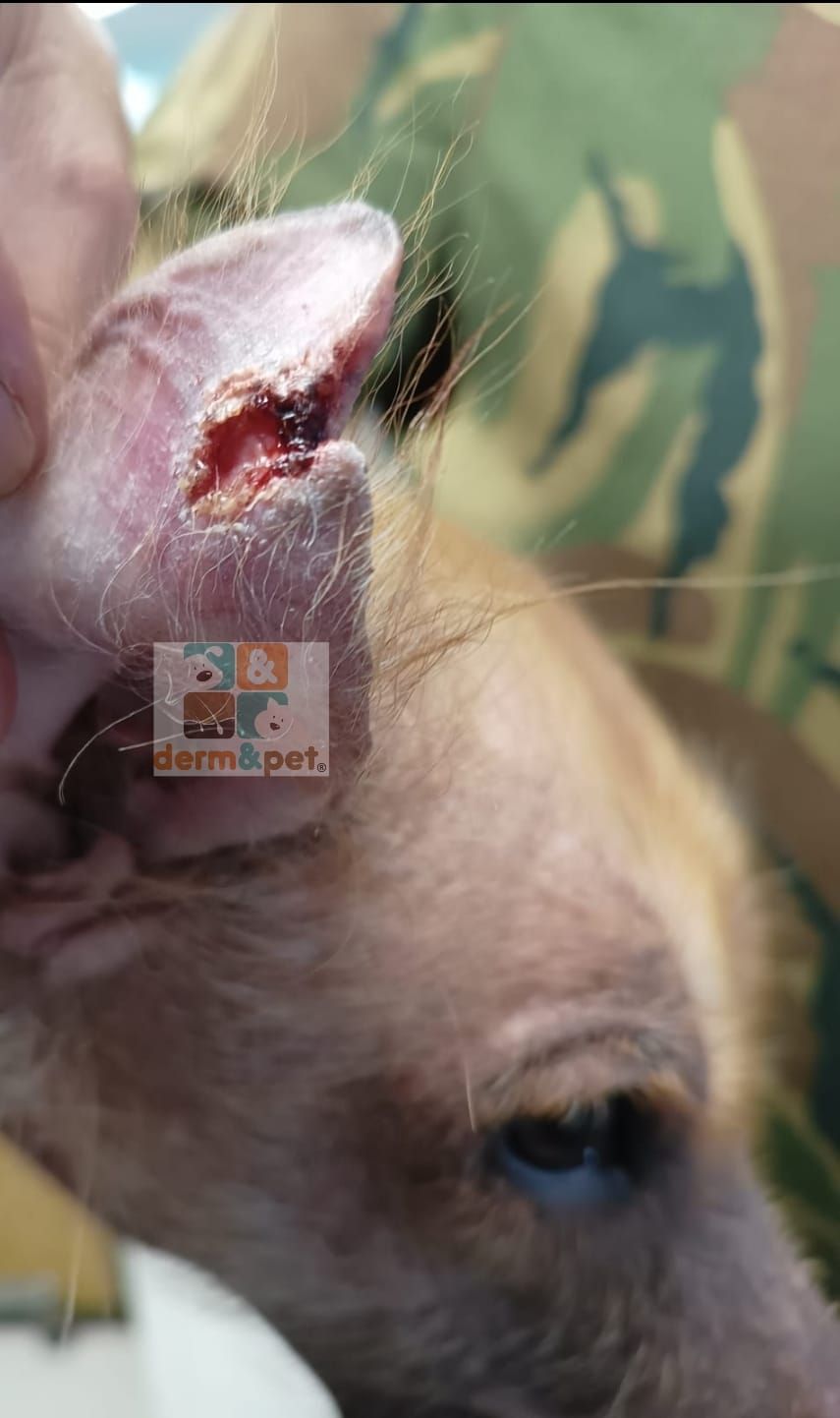 CLÍNICA VETERINARIA DERM & PET