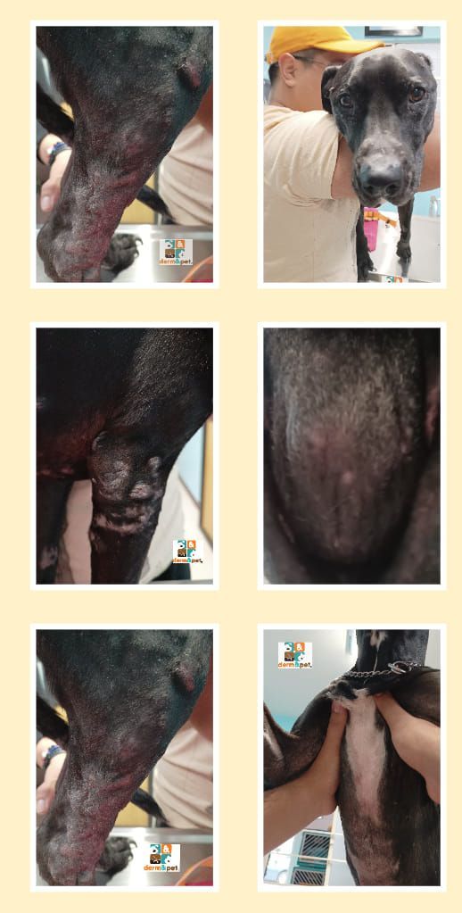 CLÍNICA VETERINARIA DERM & PET