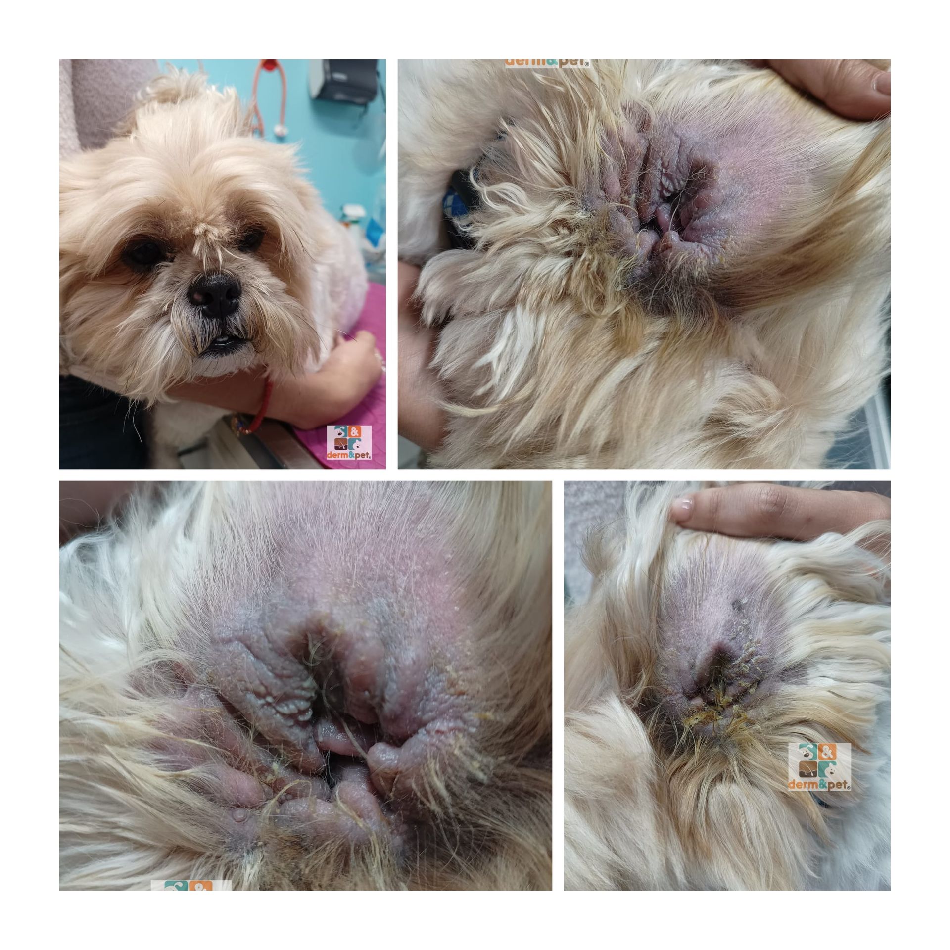 CLÍNICA VETERINARIA DERM & PET