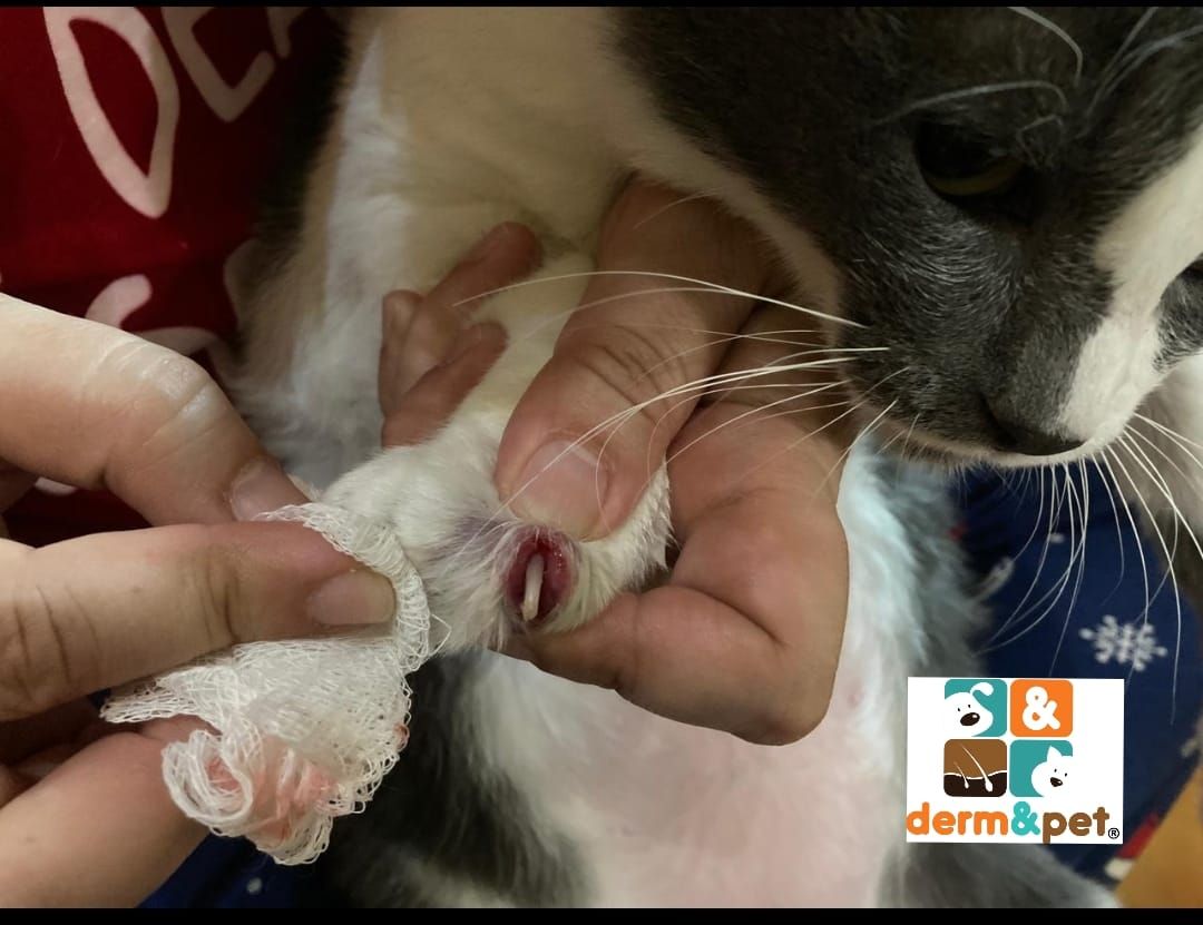 CLÍNICA VETERINARIA DERM & PET