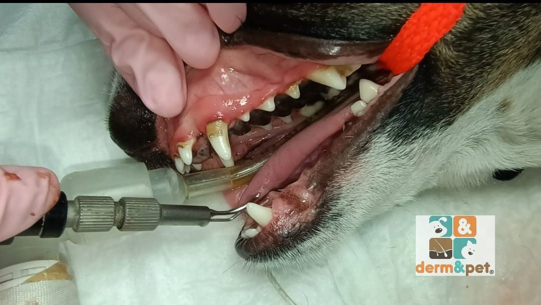 CLÍNICA VETERINARIA DERM & PET