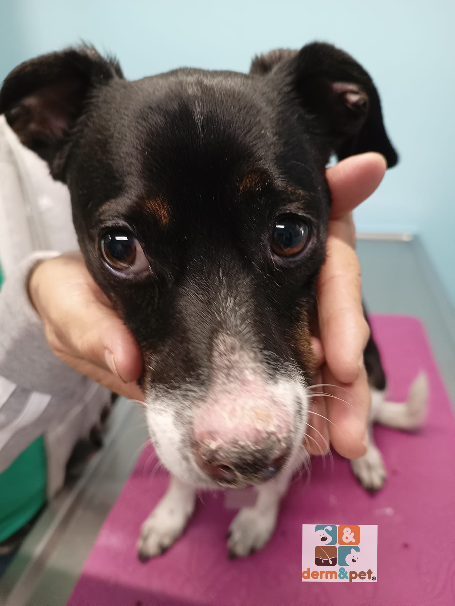 CLÍNICA VETERINARIA DERM & PET