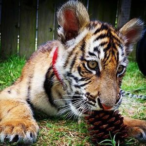 A tiger cub is chewing on a pine cone in the grass.