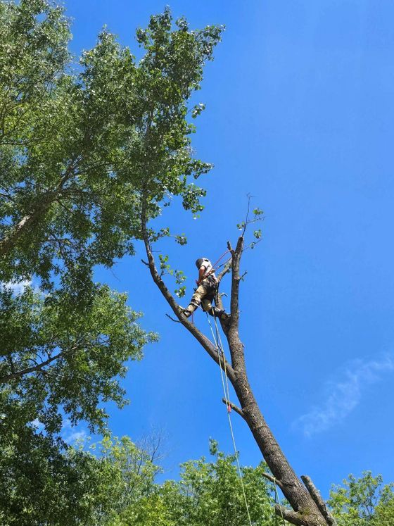 Arborist trimming a tall tree against a bright blue sky.