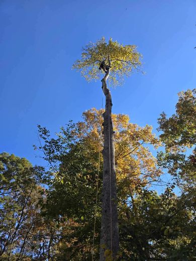 A person high in a tall tree, trimming the top branches against a bright blue sky.