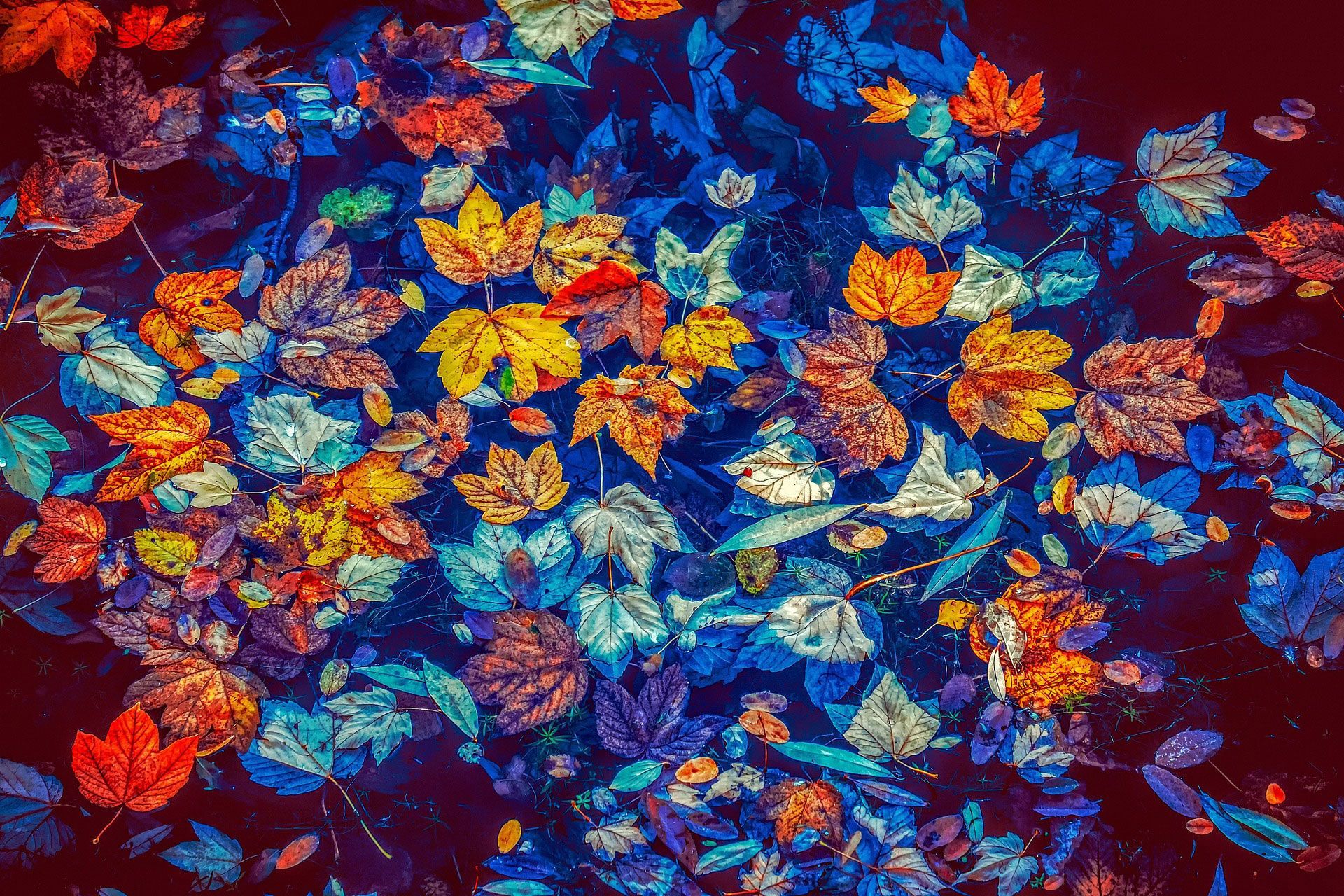 multi-colored autumn leaves in water