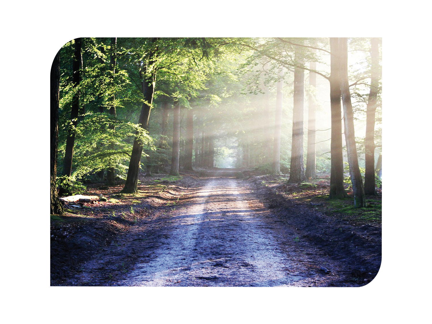 Le soleil brille à travers les arbres sur un chemin dans les bois.