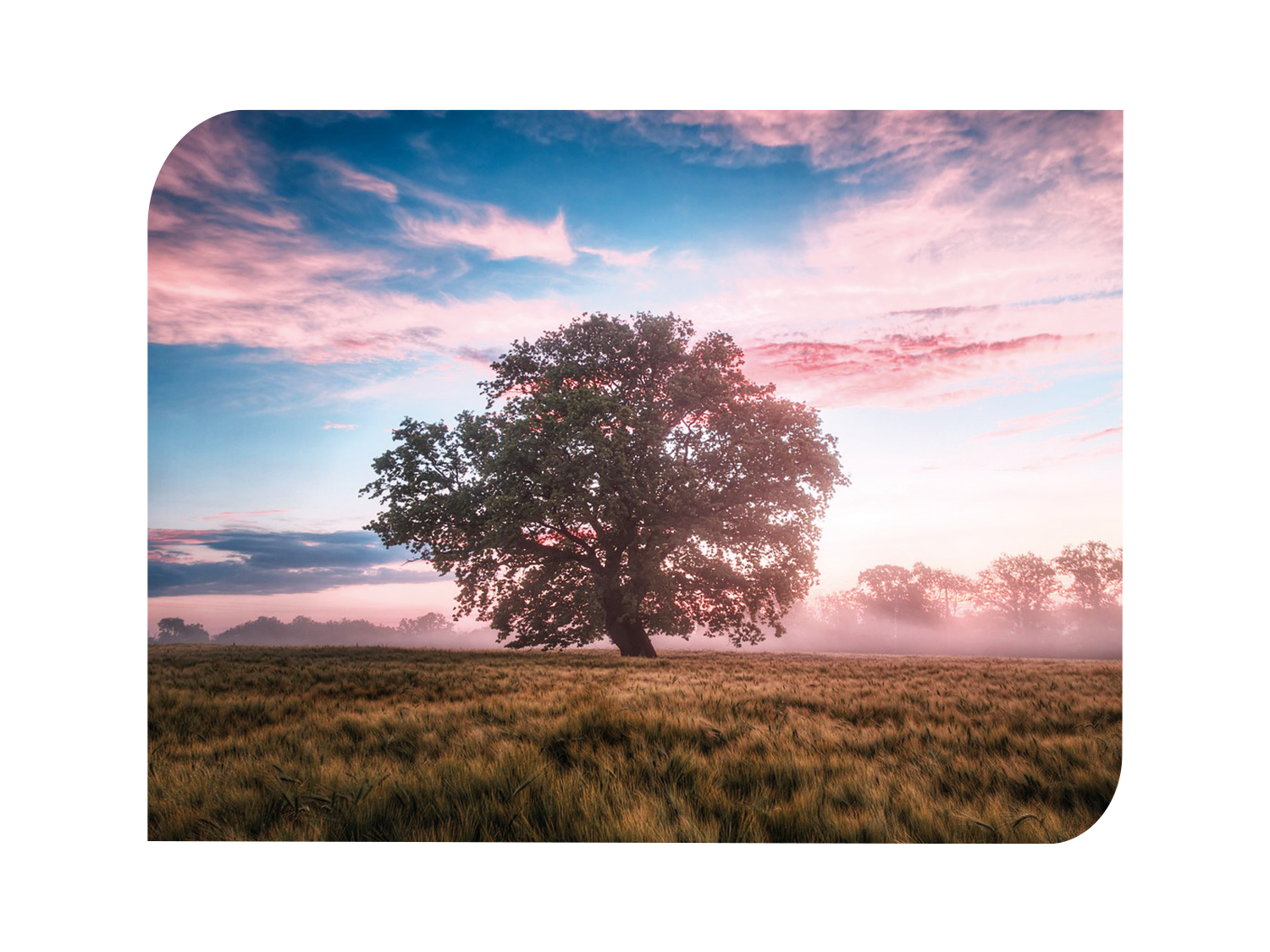 Un arbre au milieu d'un champ avec le soleil qui brille à travers les nuages.