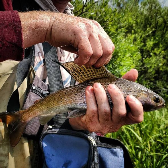 Streambank Fly Fishing