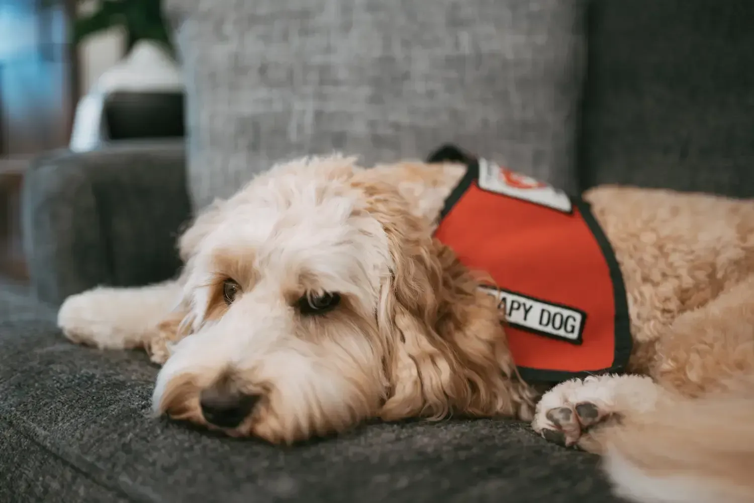 Cream-colored dog wearing a red “therapy dog” vest lying on a gray couch