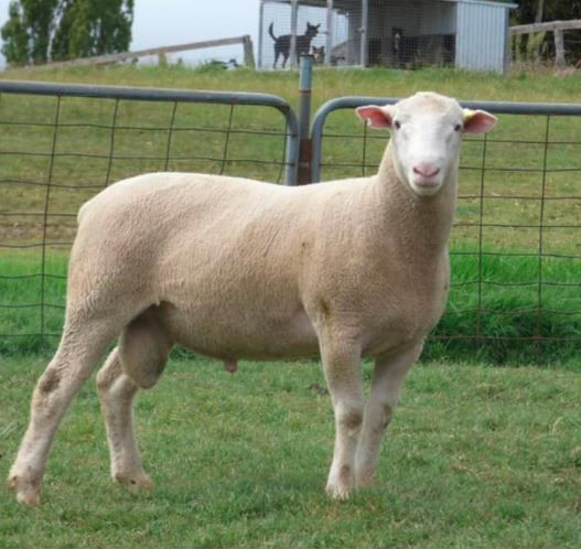 Ram Sales 41st Annual