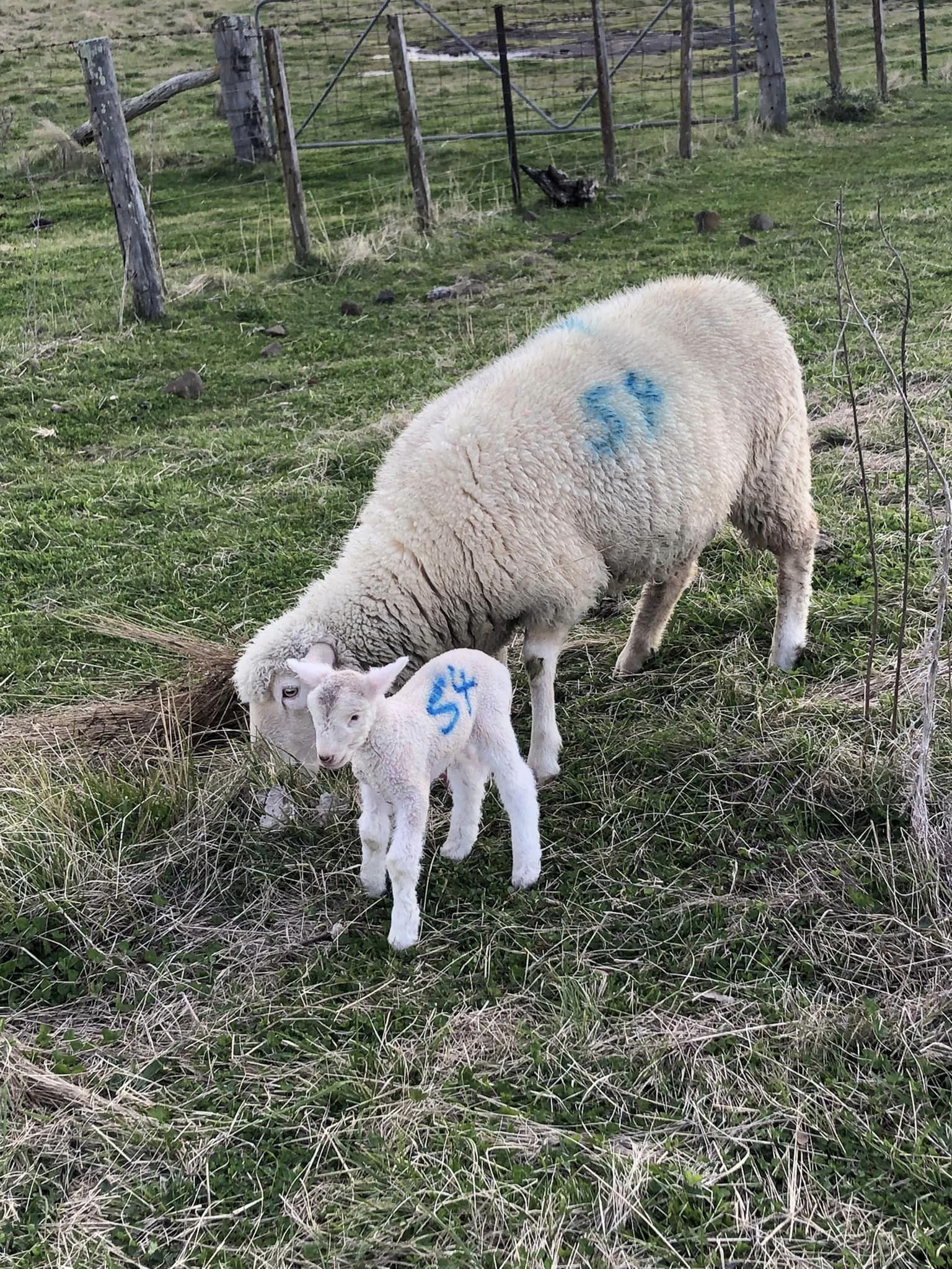 Lambs