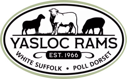 Yasloc Poll Dorset & White Suffolk