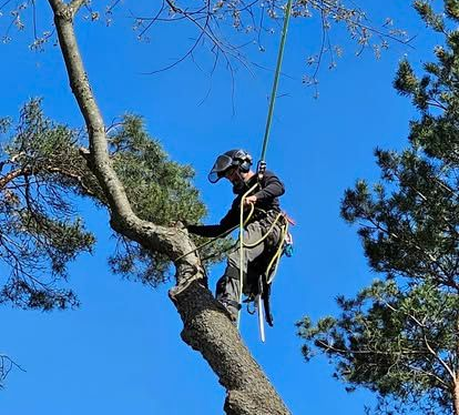 An arborist in a harness climbs a tall, sunlit tree with a chainsaw hanging at their side.