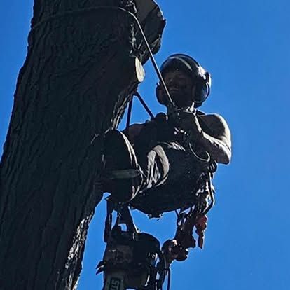 A person in a helmet and orange shirt hangs from a rope while using a hand saw to trim branches in a leafy tree.