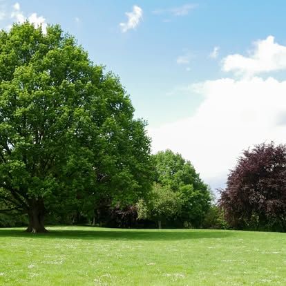 Hands in red sleeves use green gardening shears to trim a small, leafy bush outdoors.