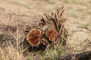 A weathered tree stump with two freshly cut, circular cross-sections sitting in a dry, grassy field.