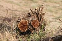 A weathered tree stump with two freshly cut, circular cross-sections sitting in a dry, grassy field.