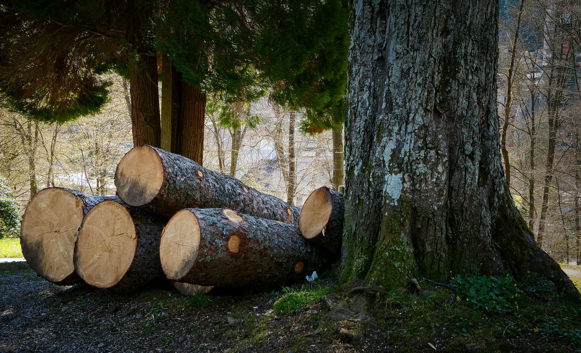 Several large, freshly cut logs stacked near the base of a textured, mossy tree in a sunlit forest.