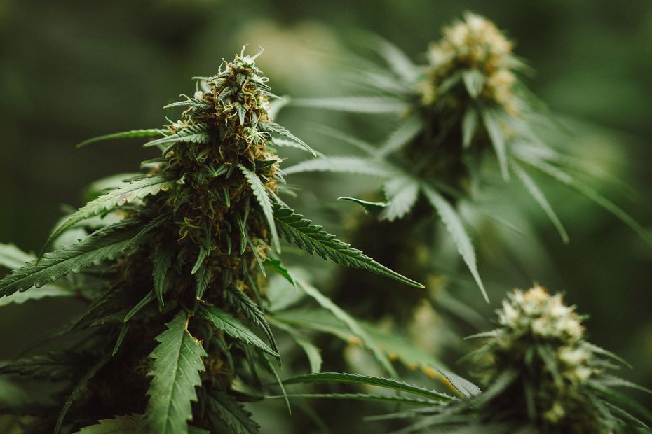 Close-up of cannabis plant buds and leaves, green and brown hues.