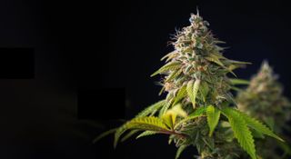 Cannabis bud with green leaves and a dark background.