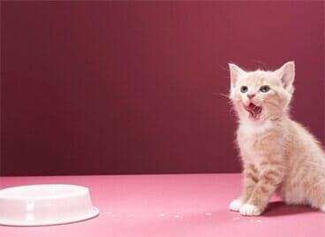 A kitten is sitting on a pink table next to a bowl of food.