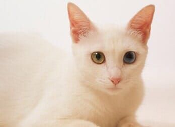A white cat with two different colored eyes is laying down and looking at the camera.