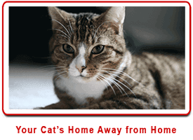 A picture of a cat with the words your cat 's home away from home below it