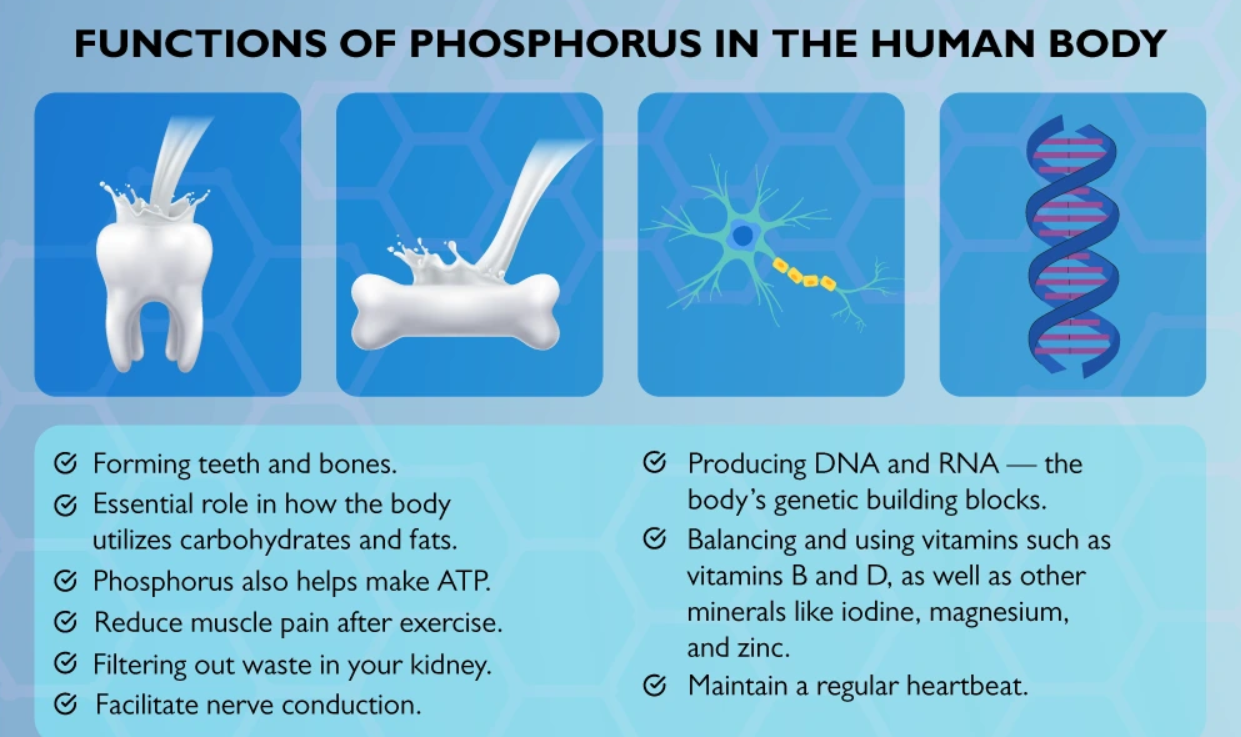 Phosphates in human body