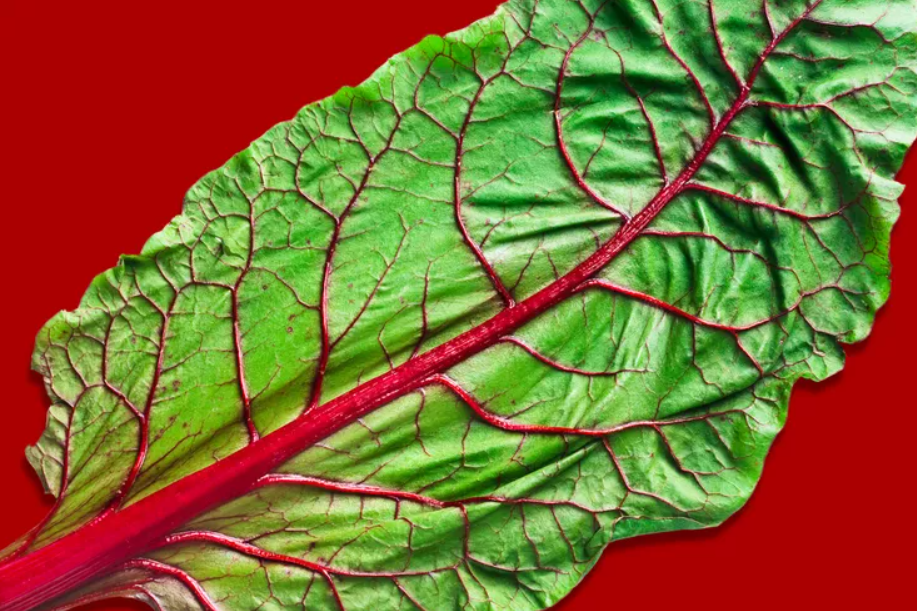 Nitrates In Food Preservation Myths Vs Facts