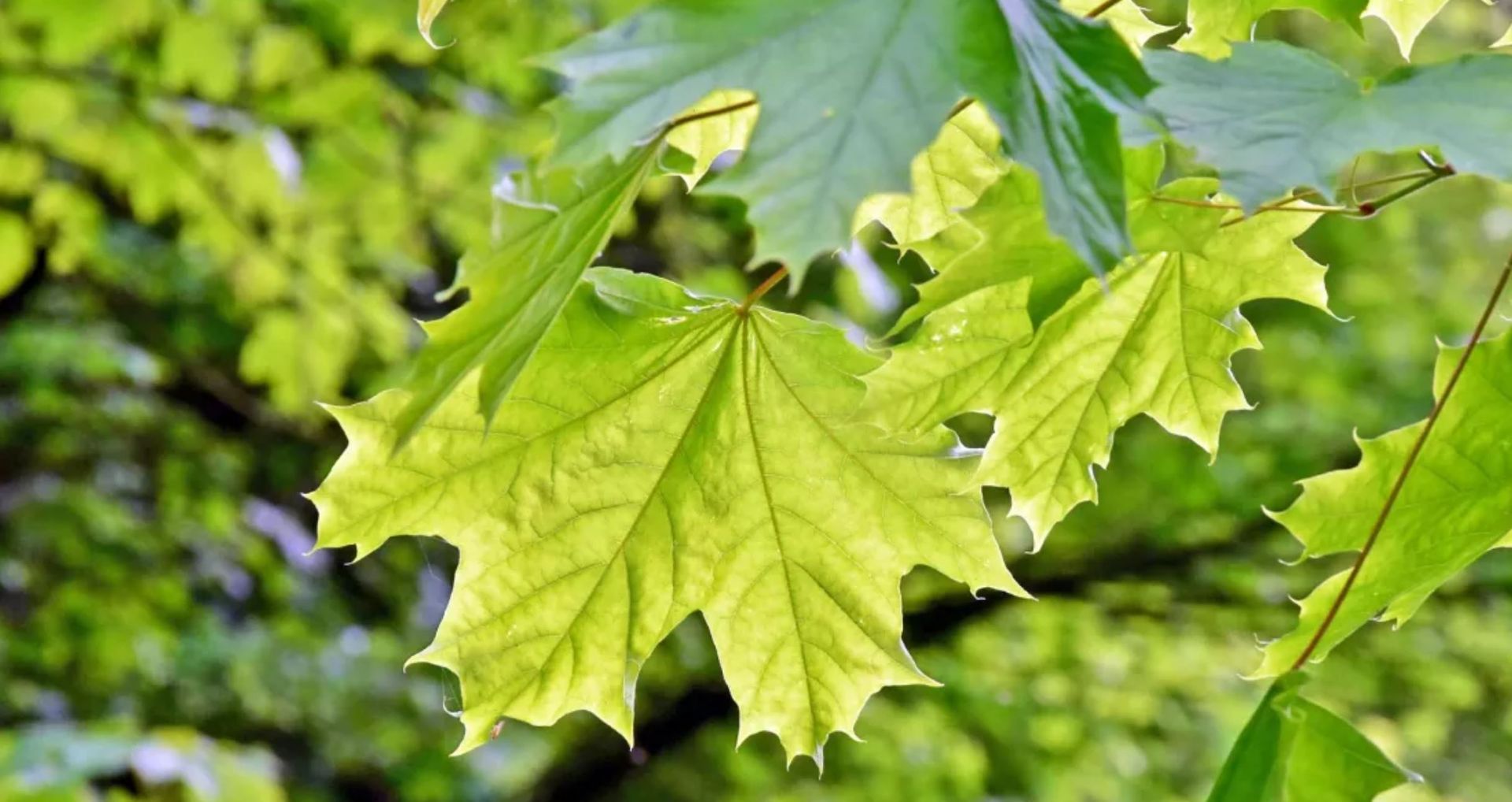 Ahorn pflanzen, Ahorn in den Garten setzen
