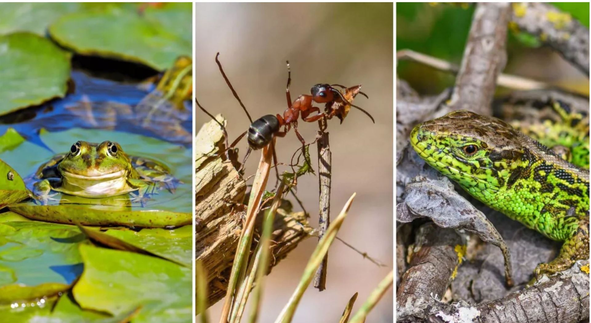 Biotope anlagen, Lebensraum im Garten schaffen, Nützlinge anlocken