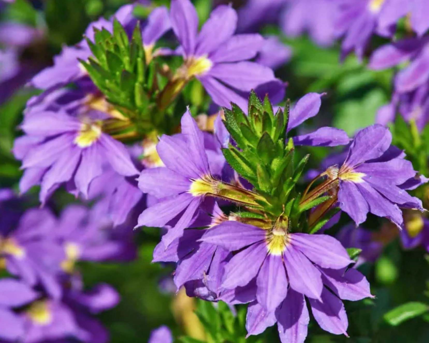 Gartenratgeber über die Blaue Fächerblume