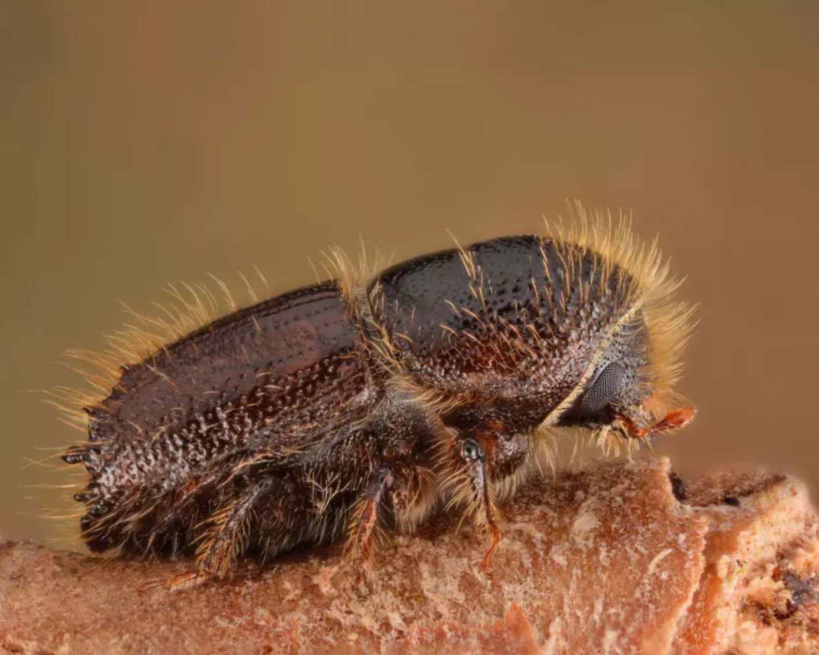Gartenratgeber über Borkenkäfer
