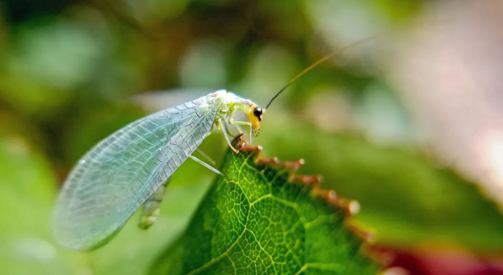 Florfliegen, Nützlinge im Garten