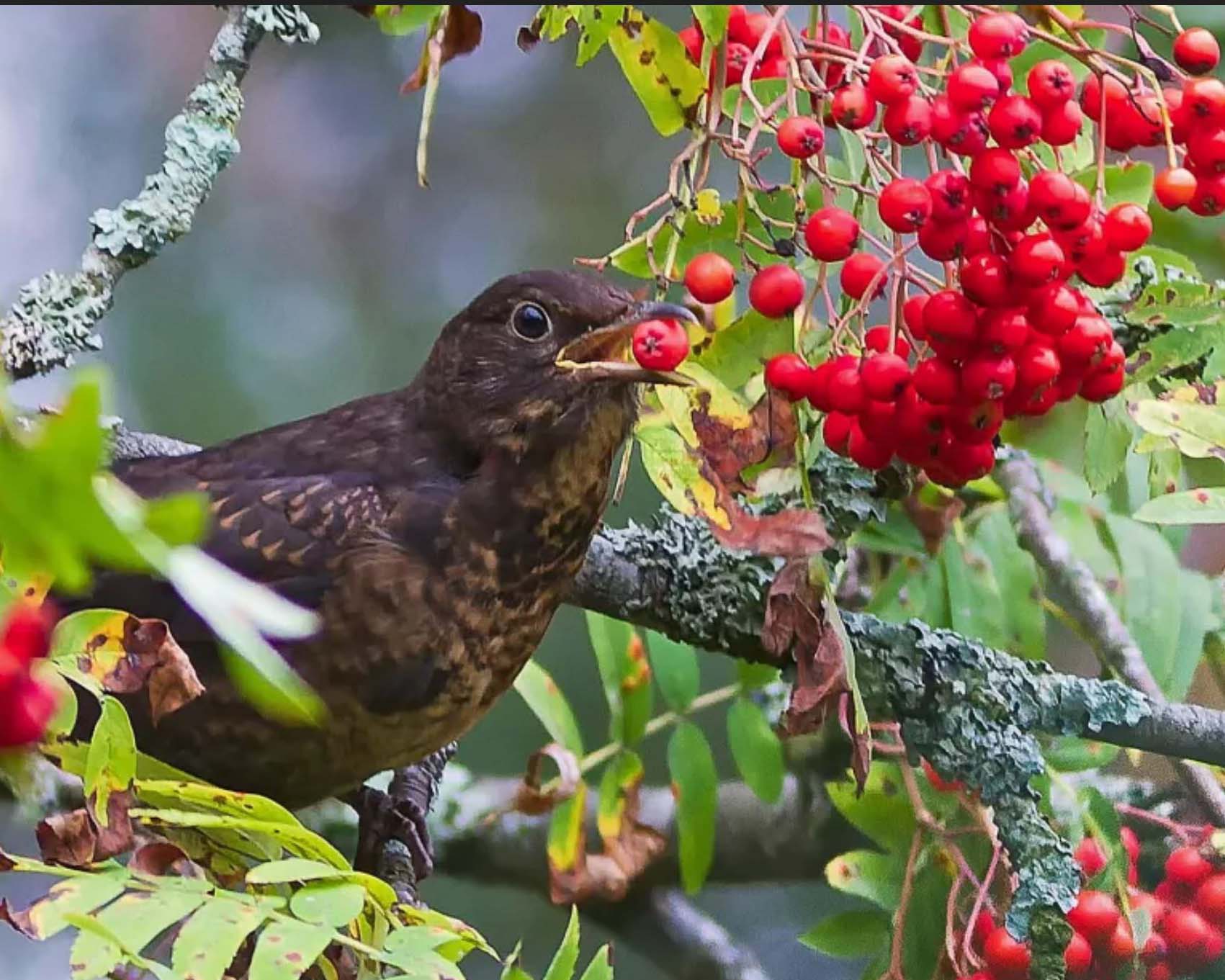 Ratgeber über Gartenvögel und deren Futterpflanzen