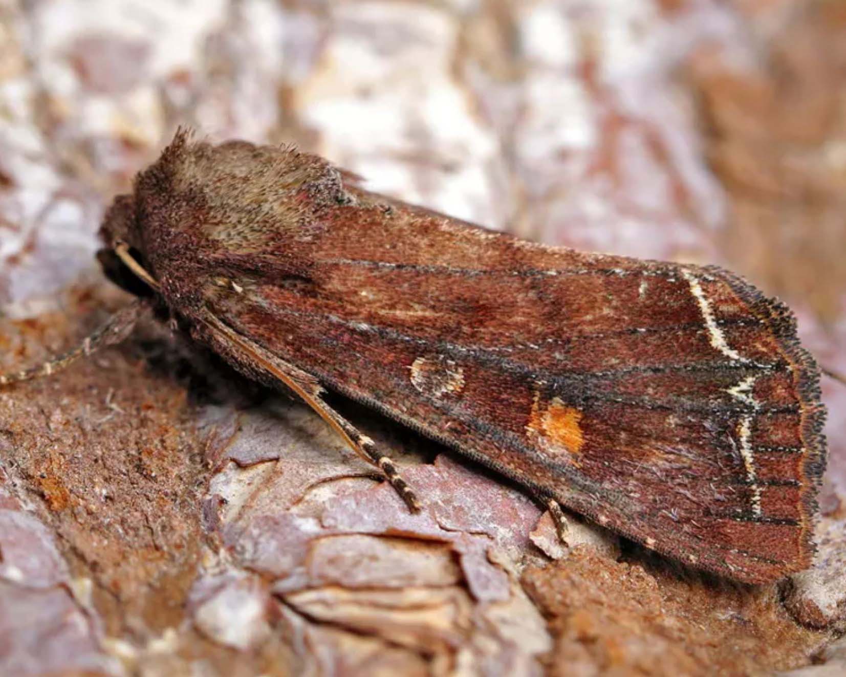 Ratgeber über die Gemüseeule und ihre Raupen