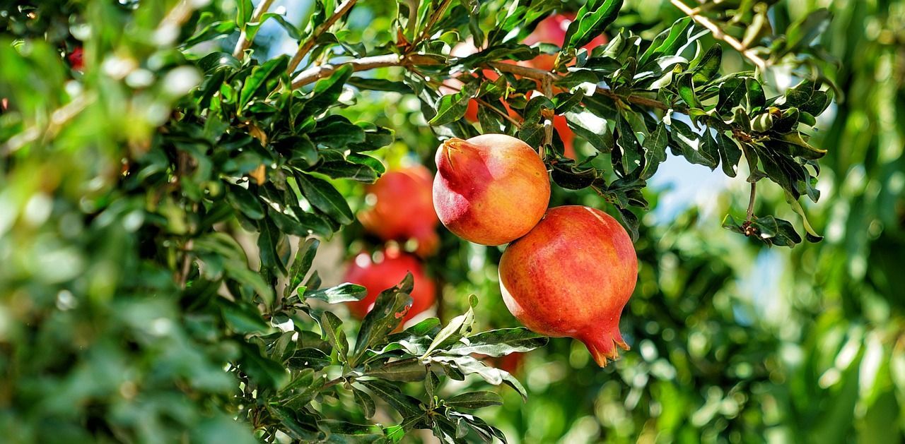 Granatapfel pflanzen, Granatapfel im Garten anbauen und pflegen