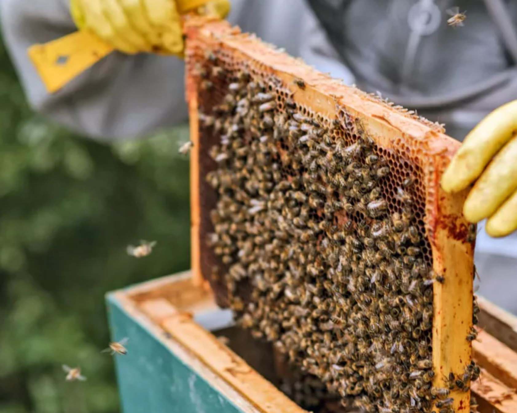 Ratgeber über Honigbienen und Imkerei im Garten