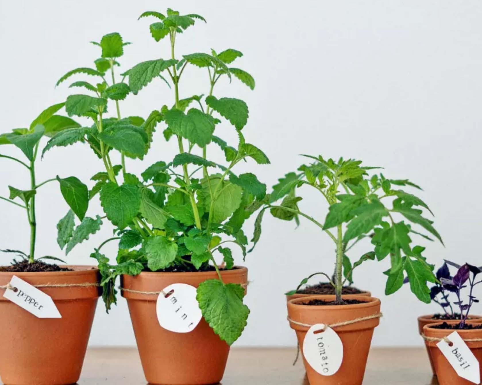 Ratgeber über Indoor Gardening und Hausgärten